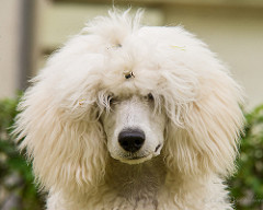 messy poodle hair blog